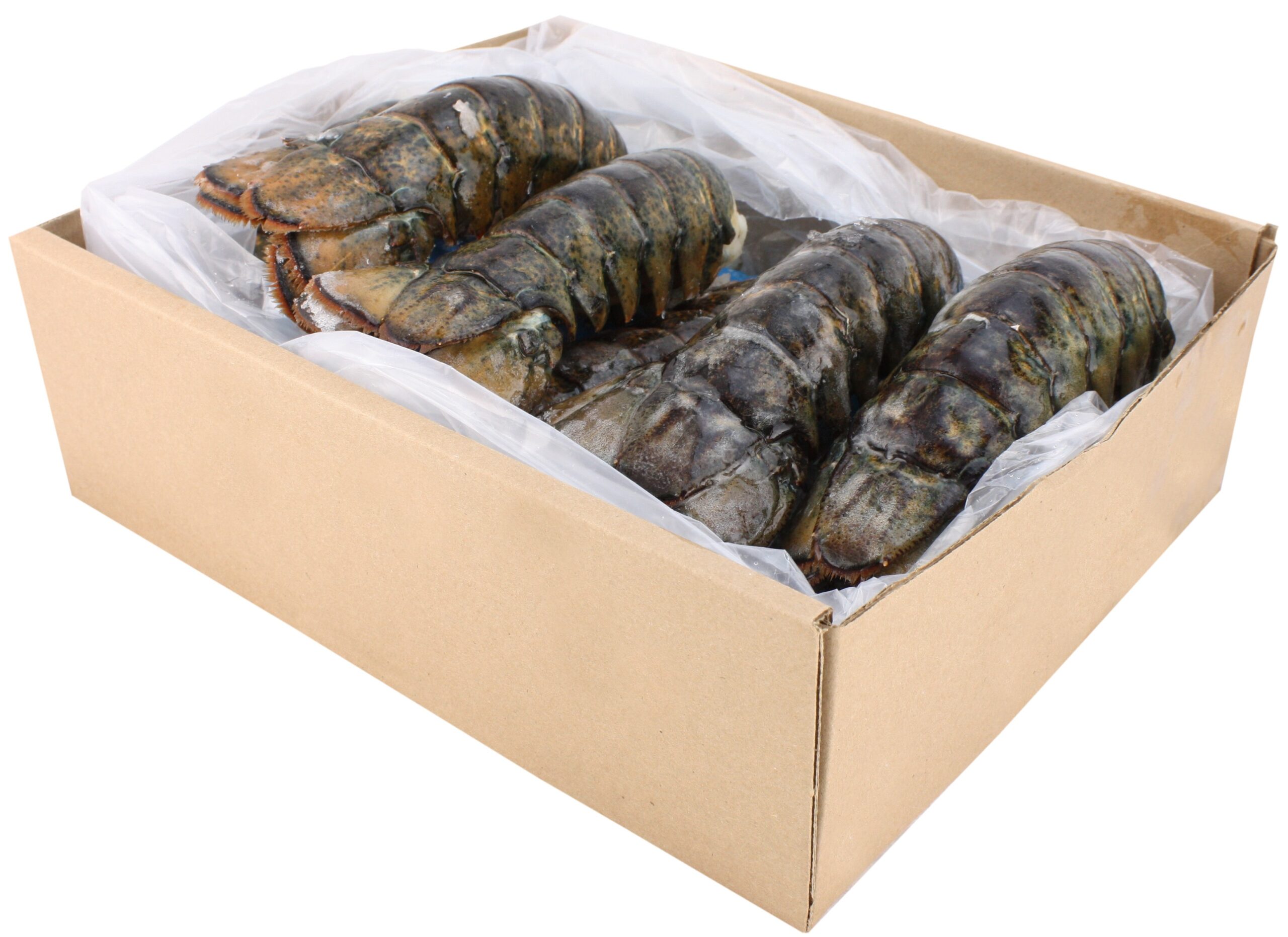 10lb Lobster box