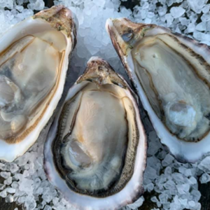 Kumamoto Oysters (24 pcs)